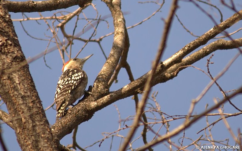 Yellow-crowned Woodpecker